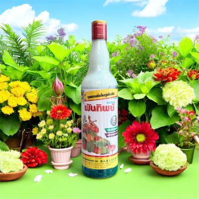 ROOTONE - SỮA THÁI (CHAI TRẮNG/CAM)